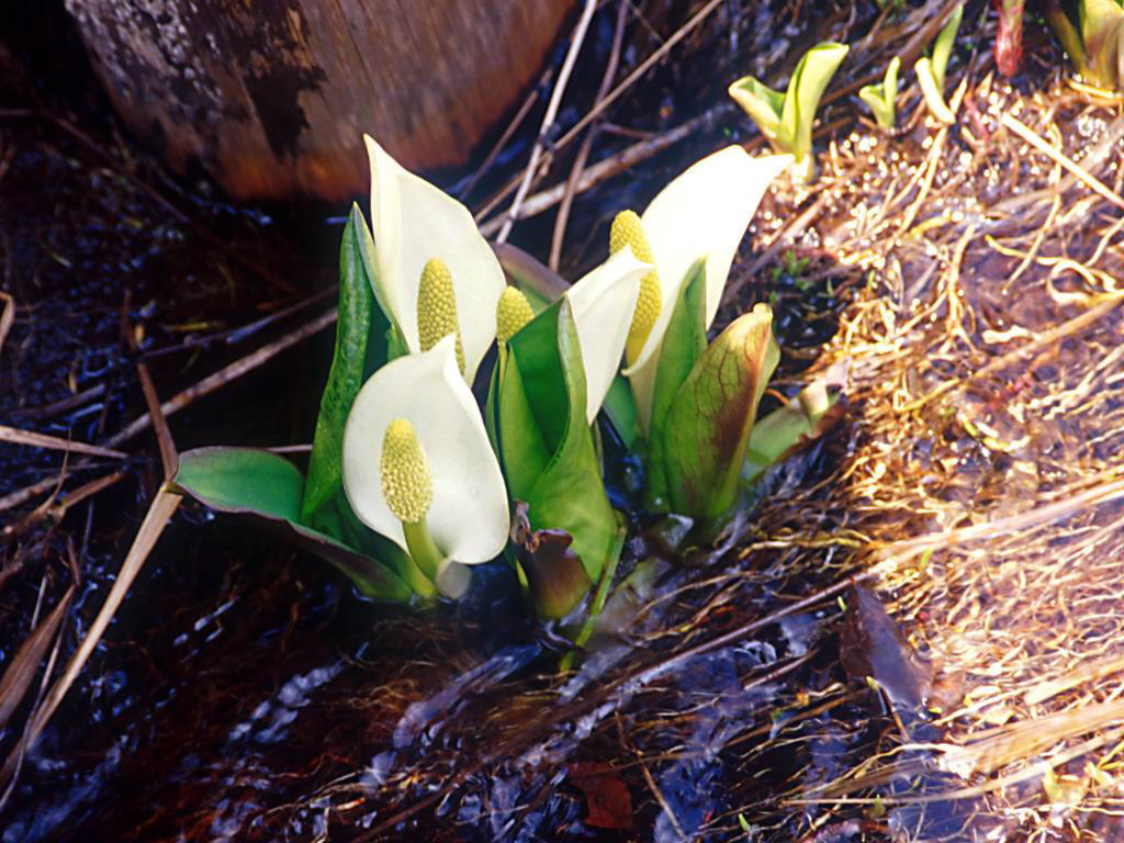 Flower1