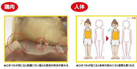 筋膜って何？なぜ筋膜をほぐすと楽になるの？　豊川市ｺﾝﾃﾞｨｼｮﾆﾝｸﾞﾌﾞﾘｯｼﾞ