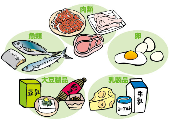 いっぱい食べても体重が増えない ２つの理由