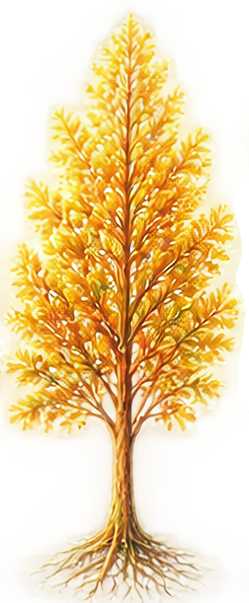 木5